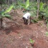 planting cocoa in rows